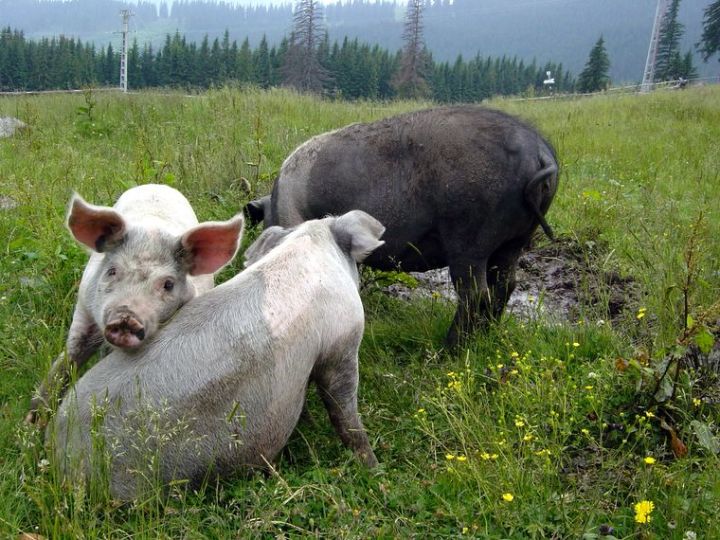 Rumunsk� hory: Apuseni - Bihor a Vladeasa