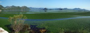 Skadarské jezero