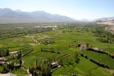 Indie: Ladakh - políčka ječmene v údolí Indu