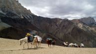 Ladakhu nalehko s podporou koní