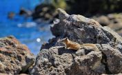 Chipmunk, Lake Garibaldi, British Columbia 
