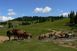 Apuseni: koně u dřevorubecké osady Poiana Calineasa