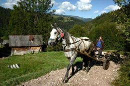 Apuseni - koňský povoz