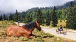 Z Padiše k Cetatea Radesei na kole