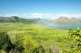 Skadarské jezero