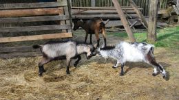 Český a Slavkovský les pro rodinky