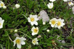 Flóra rakouských Alp