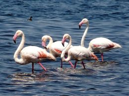 Jezero Shala - plameňáci