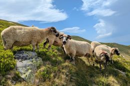 Fagaraš a Piatra Craiului - přechod po chatách