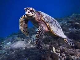 Šnorchlování s karetou na ostrově Gili Meno