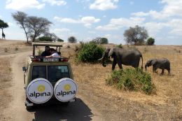 NP Tarangire - safari