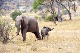 Sloni v NP Tarangire