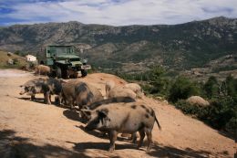Calasima - polodivoká prasátka