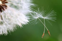 Fotografování makra