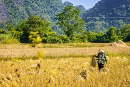 Laos – sklizeň rýže nedaleko Vang Vieng