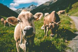 Livigno - turistika v italském Tibetu