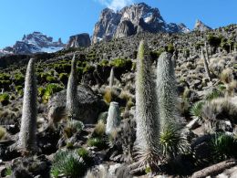 Mount Kenya - stromové starčeky