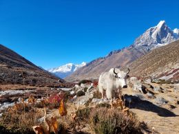 Údolí pod Ama Dablam - nad Periche