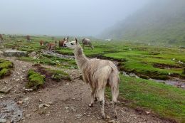 Peru - trek k Machu Picchu
