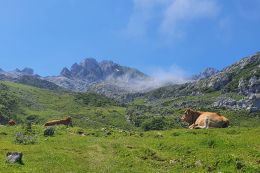 Picos de Europa