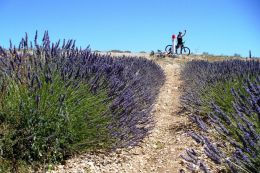 Levandulová Provence