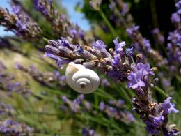 Levandulová Provence