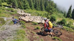 Rumunsko MTB - Sureanu - traverz úbočím Vf. lui Patru