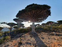 Dračinec rumělkový (Dracaena cinnabari)