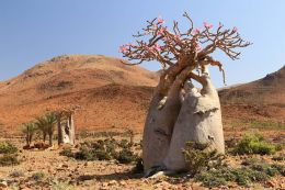 Endemický Lahvovník ( Adenium obesum socotranum )
