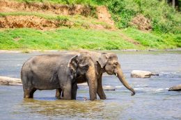 Sloni v řece Maha Oya nedaleko sloního sirotčince Pinnawala Elephant Orphanage