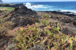 Rozmanitá příroda na Tenerife