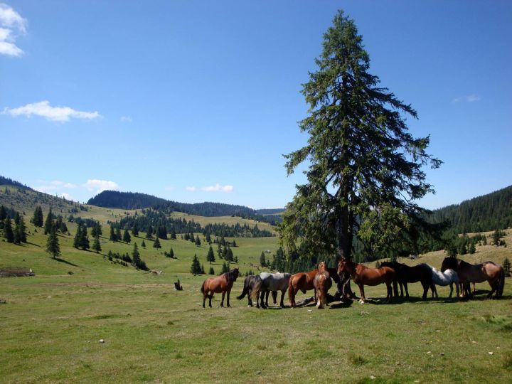 Apuseni