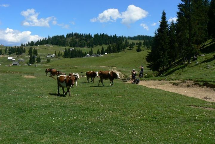 Apuseni