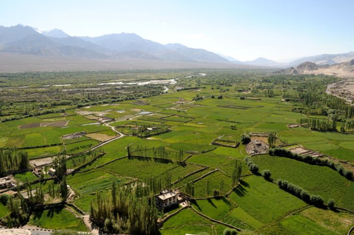 Indie: Ladakh - políčka ječmene v údolí Indu