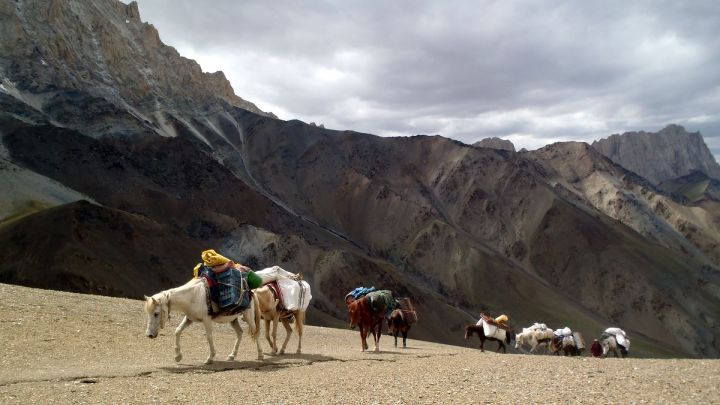 Ladakhu nalehko s podporou koní