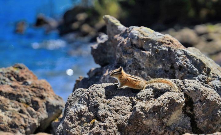 Chipmunk, Lake Garibaldi, British Columbia 