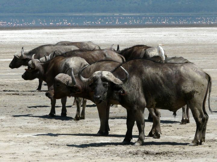 Safari - buvol africký