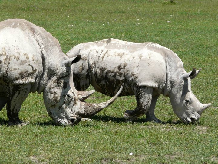 Safari - nosorožec bílý