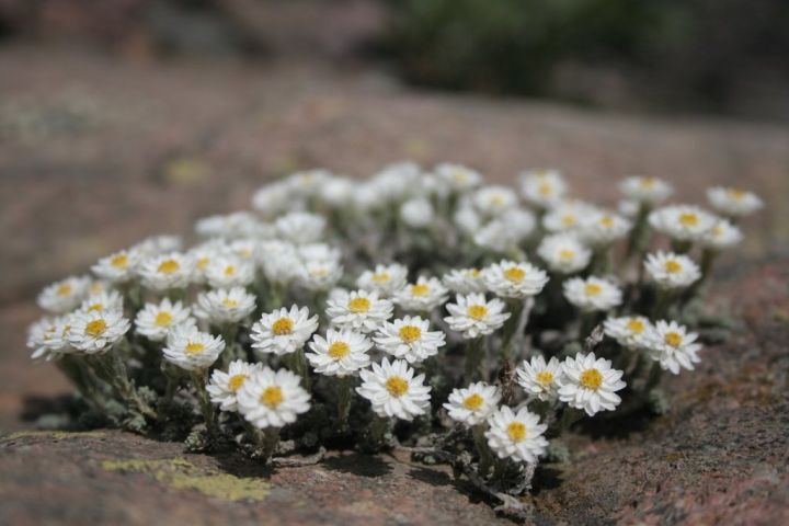 Korsika