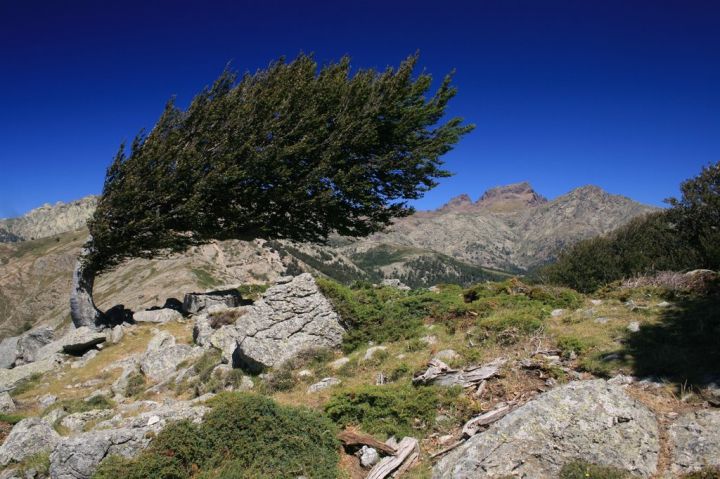 Typické ohnuté stromy cestou z Col de Vergio