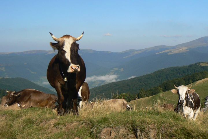 Krávy cestou na Pietroš