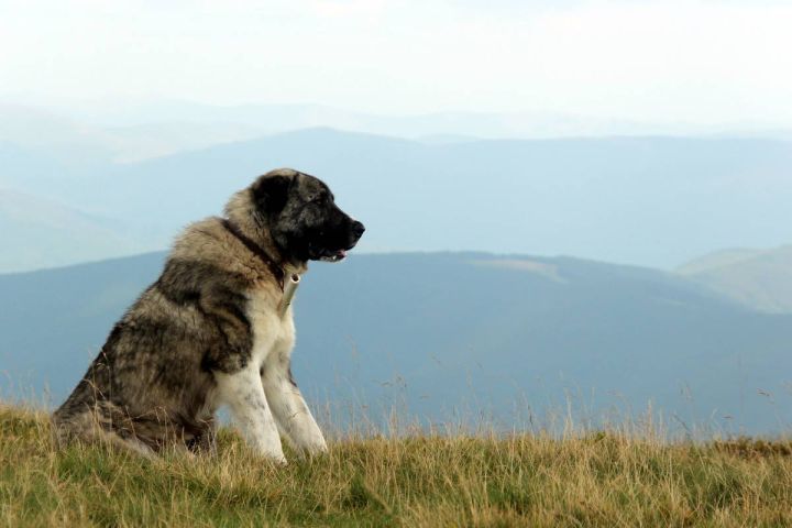 Hlídač
