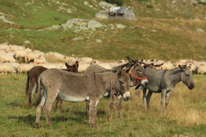 Oslíci na pastvě